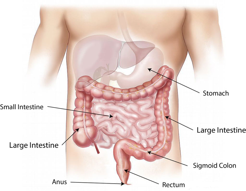 digestive tract