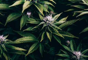Hemp